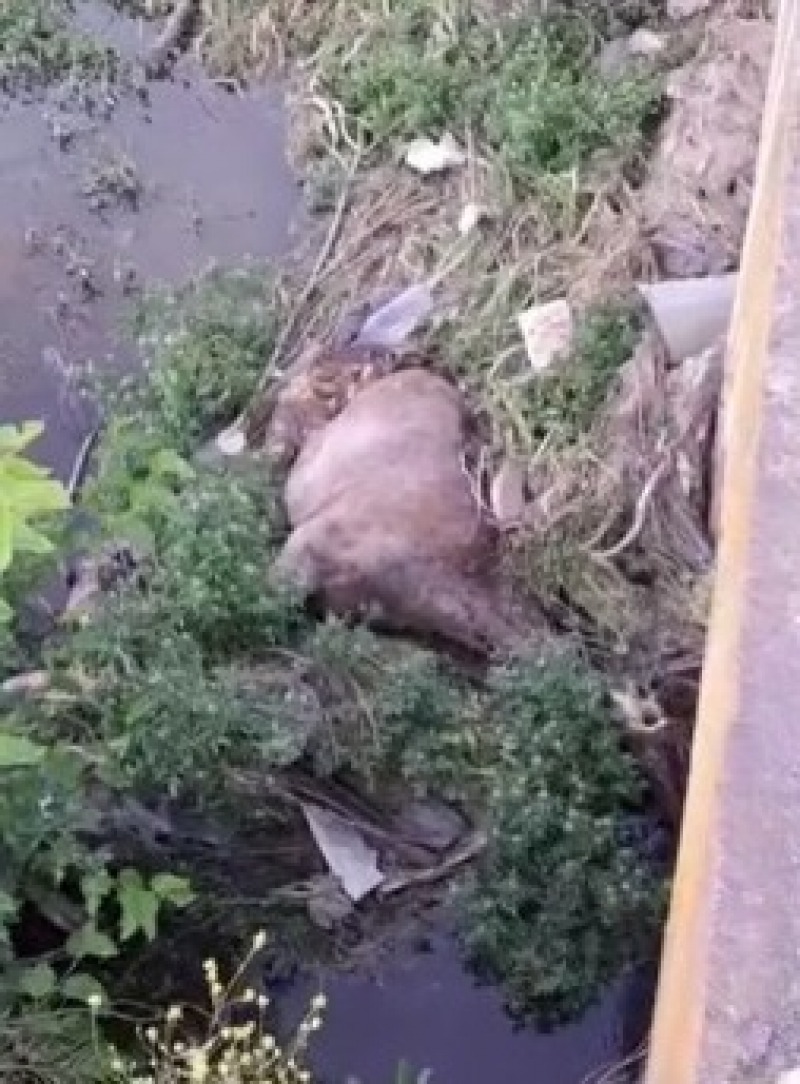 Arrojaron otro caballo muerto al arroyo Tapalqu